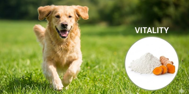 Senior dog running pain-free thanks to glucosamine and chondroitin joint supplements.